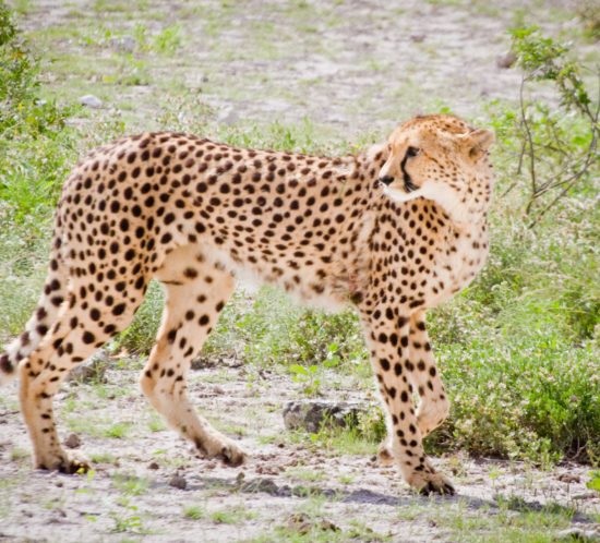 Jeune guépard regardant en arrière